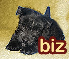 123.domain.biz