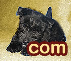 123.domain.com