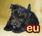 123.domain.eu