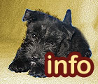 123.domain.info