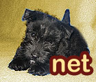 123.domain.net